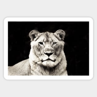 Monochrome | Black and White Series : The Lioness Sticker